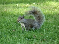 Sciurus carolinensis