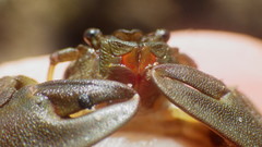 Petrolisthes cabrilloi