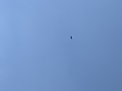 Milvus migrans formosanus