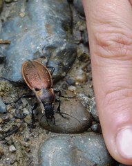 Carabus regalis