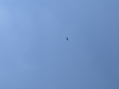 Milvus migrans formosanus