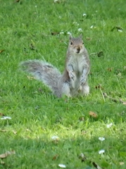 Sciurus carolinensis