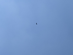 Milvus migrans formosanus