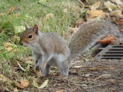 Sciurus carolinensis