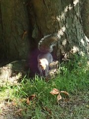 Sciurus carolinensis