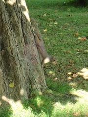 Sciurus carolinensis