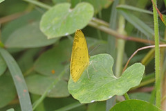 Eurema andersoni