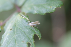 Pleurota aristella