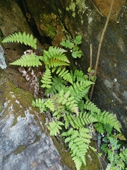 Dryopteris chrysocoma
