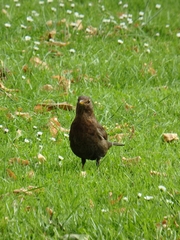 Turdus merula