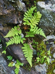 Dryopteris chrysocoma
