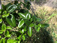 Jasminum didymum racemosum