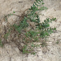 Penstemon baccharifolius