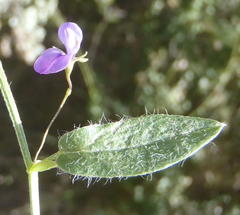 Psoralea plauta