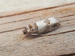Epinotia thapsiana