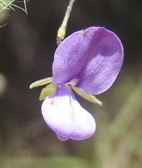 Psoralea plauta