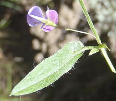 Psoralea plauta
