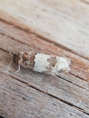 Epinotia thapsiana