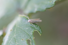 Pleurota aristella