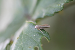 Pleurota aristella
