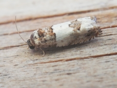 Epinotia thapsiana