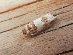 Epinotia thapsiana