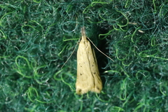 Dichomeris limosellus