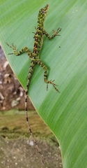 Anolis fasciatus