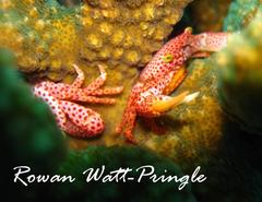 Trapezia rufopunctata