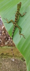 Anolis fasciatus