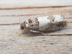 Epinotia thapsiana