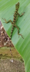 Anolis fasciatus