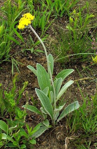 Helichrysum nudifolium var. pilosellum image