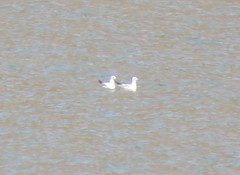 Chroicocephalus genei