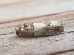 Epinotia thapsiana