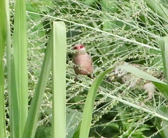 Estrilda troglodytes