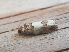 Epinotia thapsiana