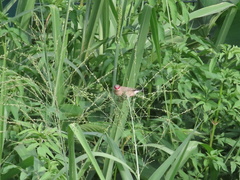 Estrilda troglodytes