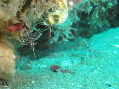 Rhynchocinetes durbanensis