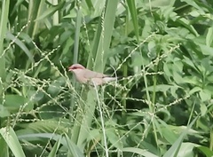 Estrilda troglodytes