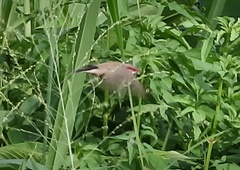 Estrilda troglodytes