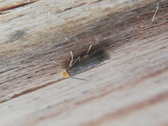 Monopis nigricantella