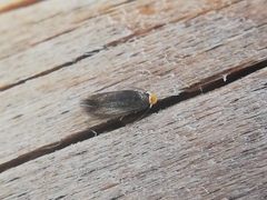 Monopis nigricantella