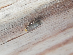 Monopis nigricantella