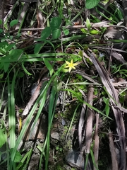 Hypoxis aurea