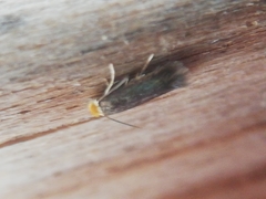 Monopis nigricantella