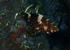 Epinephelus maculatus