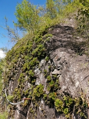 Selaginella stauntoniana