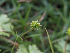 Hydrocotyle batrachium