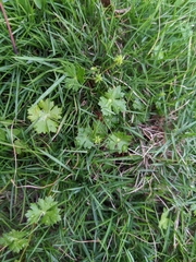 Hydrocotyle batrachium